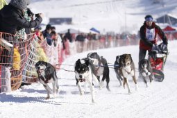 Lenk 2013